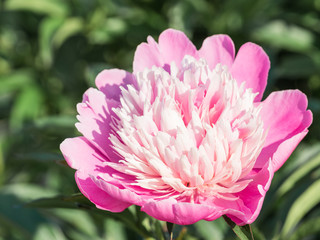 summer purple-pink flower peony