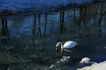 Łabędź zimą w rzece z dziobem przy lustrze wody.