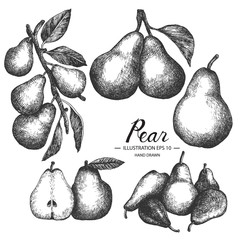 Pear hand drawn collection by ink and pen sketch. Isolated vector design for fruit and vegetable products and health care goods.