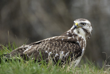 Buteo buteo / Buse variable