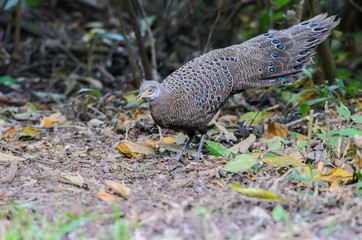 Grey peacock pheasant(polyplectron bicalcaratum), beautiful bird was scratching for food on the ground.