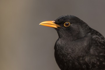 Portrait of the Common blackbird (Turdus merula).