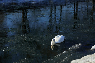 Biały łabędź zimą z dziobem zanurzonym w wodzie. - obrazy, fototapety, plakaty
