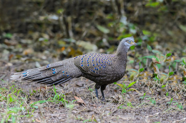 Grey peacock pheasant(polyplectron bicalcaratum), beautiful bird was scratching for food on the ground.