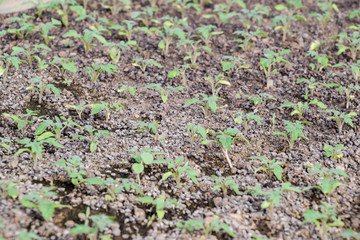 Seedlings of tomato. Growing tomatoes in the greenhouse. Seedlin