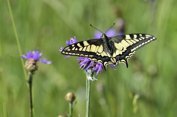 Papilio machaon / Machaon / Grand porte queue