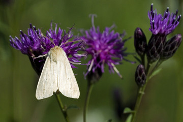 Euproctis chrysorrhoea / Cul doré / Cul brun / Serratula tinctoria / Serratule des teinturiers