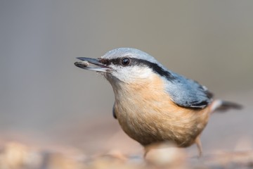The Eurasian nuthatch or wood nuthatch (Sitta europaea) feeding on the stump in a winter time.