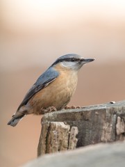 The Eurasian nuthatch or wood nuthatch (Sitta europaea) sitiing on the stump in a winter time.
