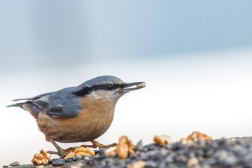 The Eurasian nuthatch or wood nuthatch (Sitta europaea) feeding on the stump in a winter time.