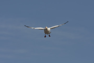 Anser caerulescens / Oie des neiges