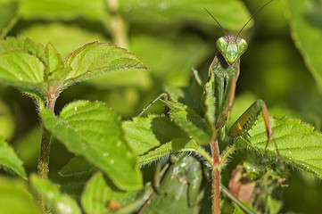 Mantis religiosa / Mante religieuse