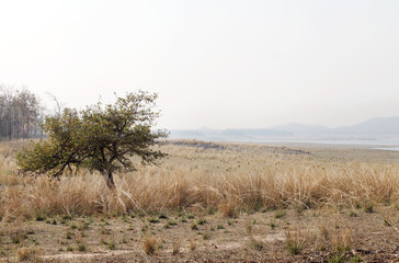 Mountains and grassland in Pench National Park 