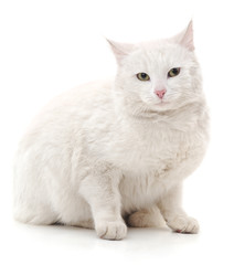 White cat.