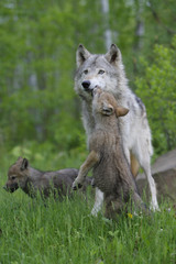 Canis lupus lupus / Loup d'Europe