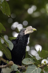 Ceratogymna brevis / Calao à joues argent