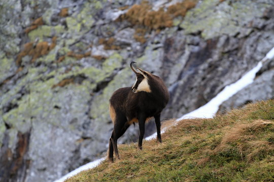 Tatra chamois. Rupicapra rupicapra tatrica. Chamois in their natural habitat. High Tatras National park in Slovakia.