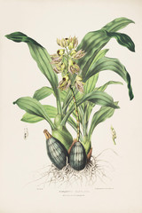 Illustration botanique / Catasetum maculatum