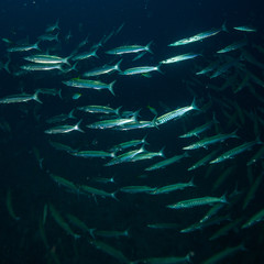 Fototapeta premium Scool of barracudsas