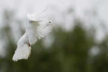 Columba domesticus / Pigeon paon - 136714922