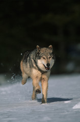 Canis lupus tundrorum / Loup d'Alaska