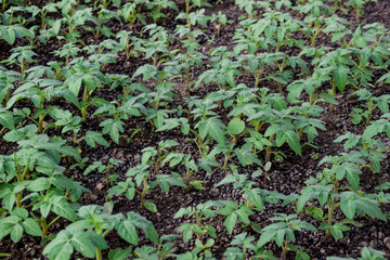 Seedlings of tomato. Growing tomatoes in the greenhouse. Seedlin