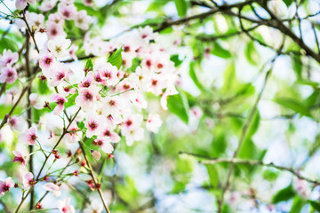 Fototapeta na wymiar Cherry Blooming, Springtime