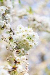 Cherry Blooming, Springtime