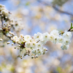 Cherry Blooming, Springtime