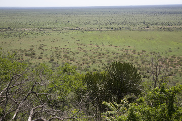 Landscape in Kruger National Park South Africa