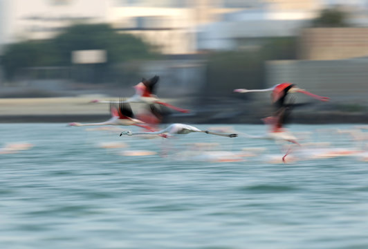 Panning shot of Greater Flamingos flying