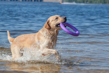 yellow labrador retriever playing in water