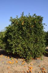 Fototapeta na wymiar Lonely tree Oranges