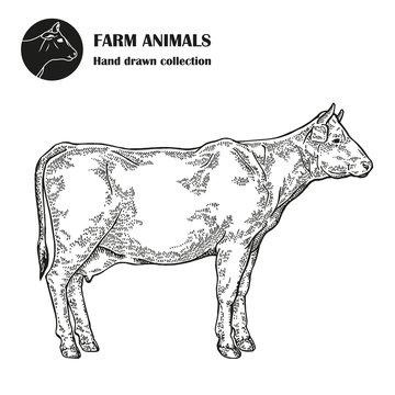 Hand drawn milk cow isolated on white background. Farm animal 