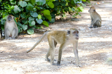 Monkey ( Long-tailed Macaque or Macaca fascicularis ) in wildlife