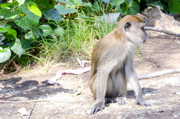 Monkey ( Long-tailed Macaque or Macaca fascicularis ) in wildlife