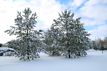 karda ağaçlar