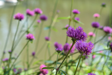 Purple flowers on field