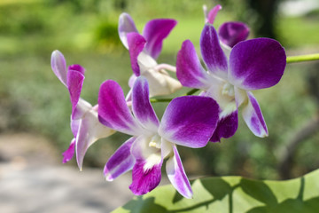 Fototapeta na wymiar Purple orchid in garden