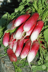 Bunch of long roots radishes on wood