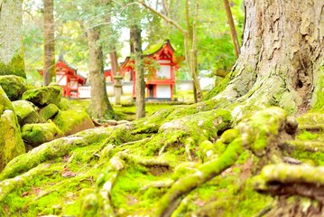 Moss covered roots and stones with Kasuga Taisha shrine in the background