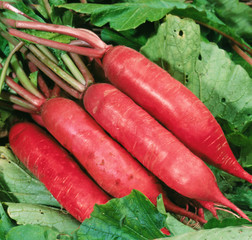 Red long radishes