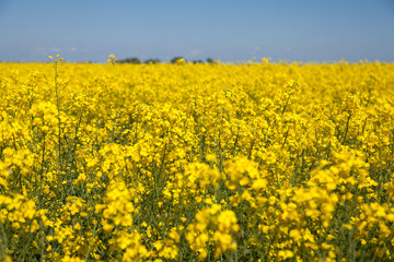 Rapeseed field. Rapes on the field in summer.