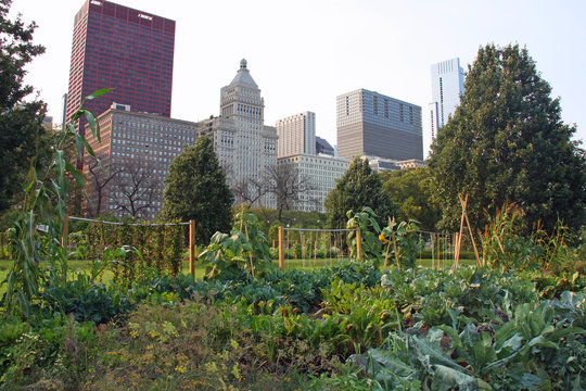 Jardin potager au pied de la skyline de Chicago, USA