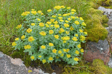 Bush plant Rhodiola rosea L