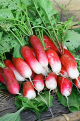 Bunch of long roots radishes