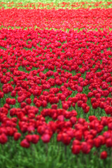 field with red tulips in the netherlands