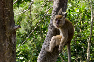 Monkey ( Long-tailed Macaque or Macaca fascicularis ) in wildlife