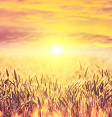 Fototapety  Field of ripe wheat on colorful sunset