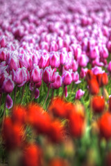purple tulip fields are growing every year
